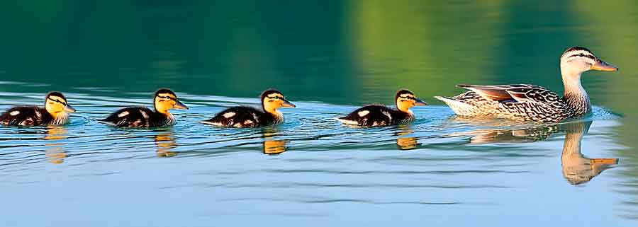 marketing psychology social proof